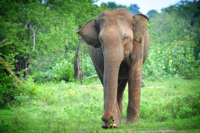 Exclusive 3-Hour Private Jeep Safari at Udawalawe National Park - Small details that make the day easier