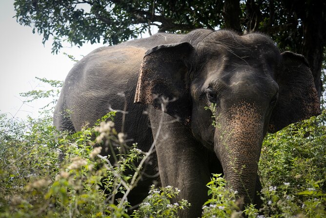 Exclusive 3-Hour Private Jeep Safari at Udawalawe National Park - A private jeep changes the feel of the outing