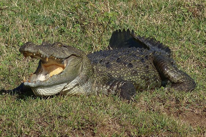 Exclusive: Full Day Leopard Safari at Yala National Park - The midday picnic and beach hour