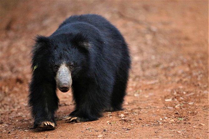 Exclusive: Full Day Leopard Safari at Yala National Park - The afternoon game drive