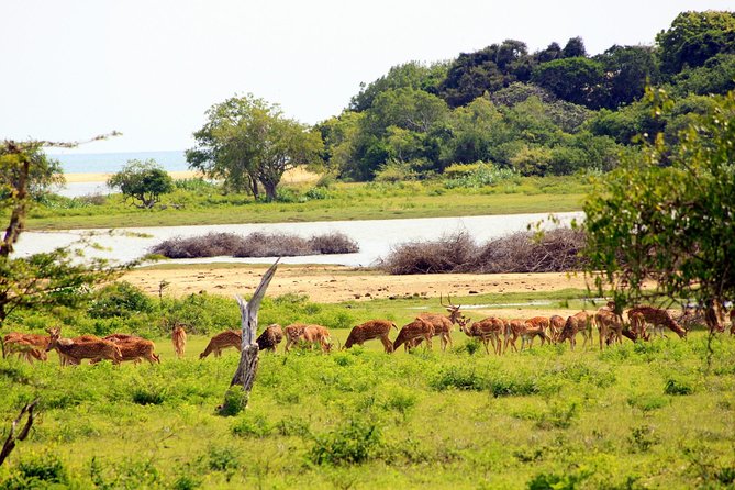 Exclusive: Full Day Leopard Safari at Yala National Park - Inside Yala’s scrub jungle and lagoons