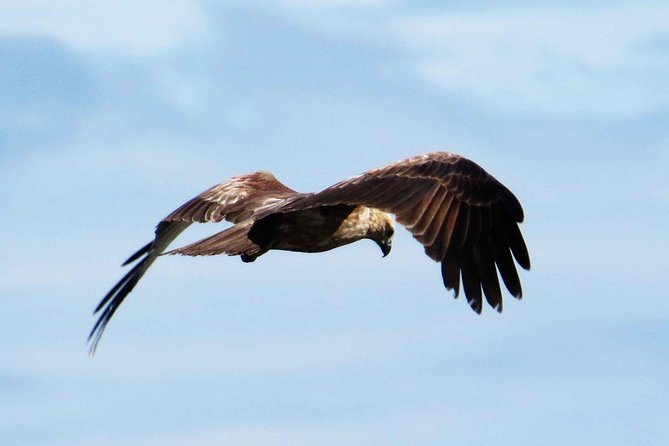 Exclusive: Muthurajawela Bird Watching Tour with Transfers - Why the Early Start Matters