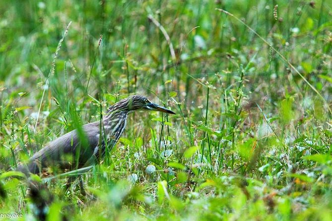 Exclusive: Muthurajawela Bird Watching Tour with Transfers - A Local Guide and a Quiet Boat
