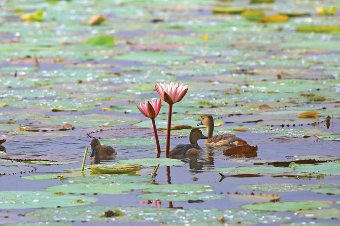 Exclusive: Muthurajawela Bird Watching Tour with Transfers - What the $35 Price Covers
