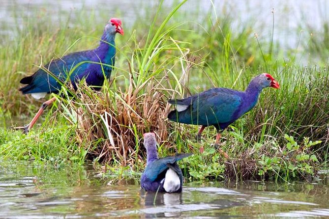 Exclusive: Muthurajawela Bird Watching Tour with Transfers - Who Will Enjoy This Wetland Trip