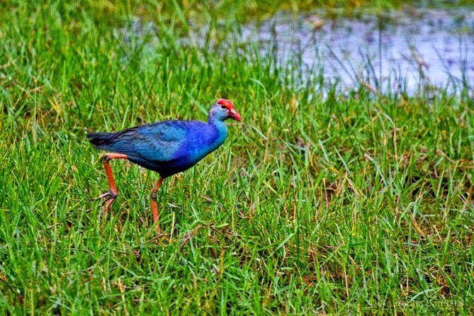 Exclusive: Muthurajawela Bird Watching Tour with Transfers - Cruising the Mangrove Channels