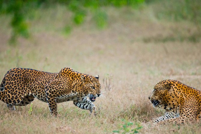 Exclusive : Overnight Leopard Safari with Luxury Glamping - The Colombo transfer takes most of the morning