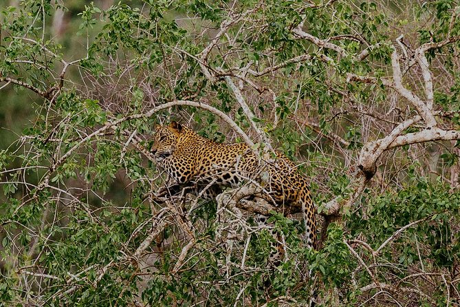 Exclusive : Overnight Leopard Safari with Luxury Glamping - The 2:30 pm Yala game drive