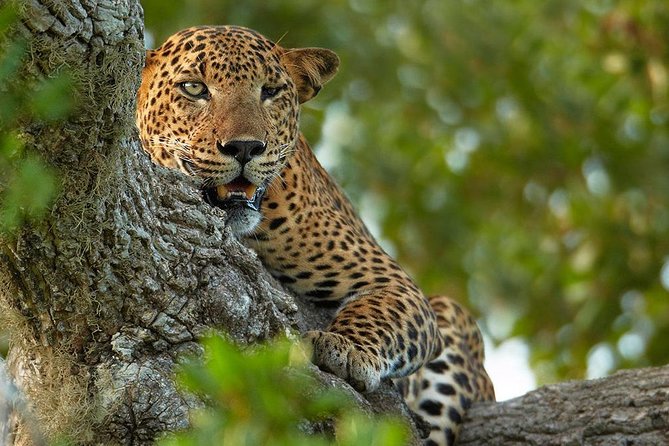 Exclusive : Overnight Leopard Safari with Luxury Glamping - The 5:00 am start and Nimalawa nature trail