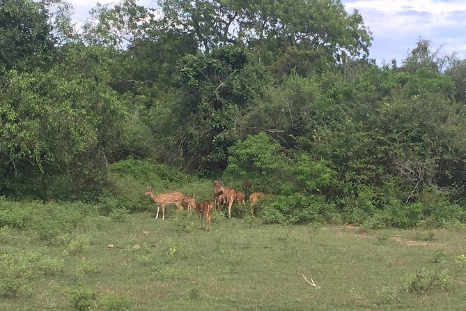 Explore The Beauty Of Udawalawe National Park From South Coast During 01 Day - Four hours in the Udawalawe safari jeep