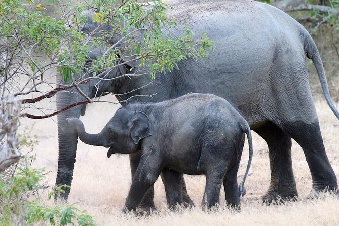 Explore The Beauty Of Udawalawe National Park From South Coast During 01 Day - Is $90 good value?