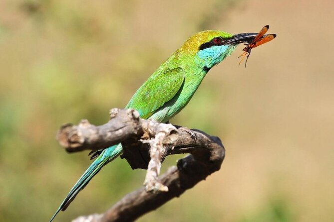 Explore The Beauty Of Udawalawe National Park From South Coast During 01 Day - Who should choose this Udawalawe safari?