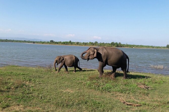 Explore The Beauty Of Udawalawe National Park From South Coast During 01 Day - Buying your park ticket at the entrance