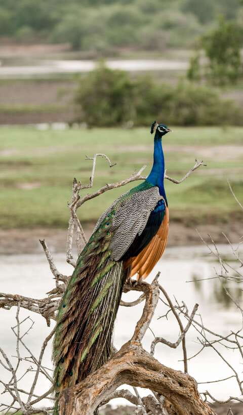 Explore the MAGIC of Sri Lanka in 7days -4 Star hotels Incl. - Day 6: Safari, waterfalls, and the Ella train