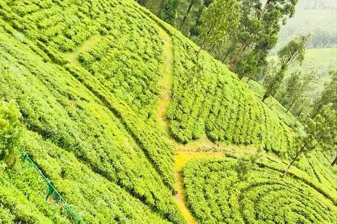 Family-Friendly Private Galle City Tour - Handunugoda Tea Estate and Virgin White Tea