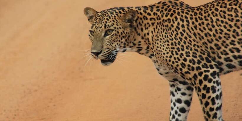 From: Ahungalla/Ambalangoda/Kosgoda/Balapitiya - YALA Safari - Key points to know before booking