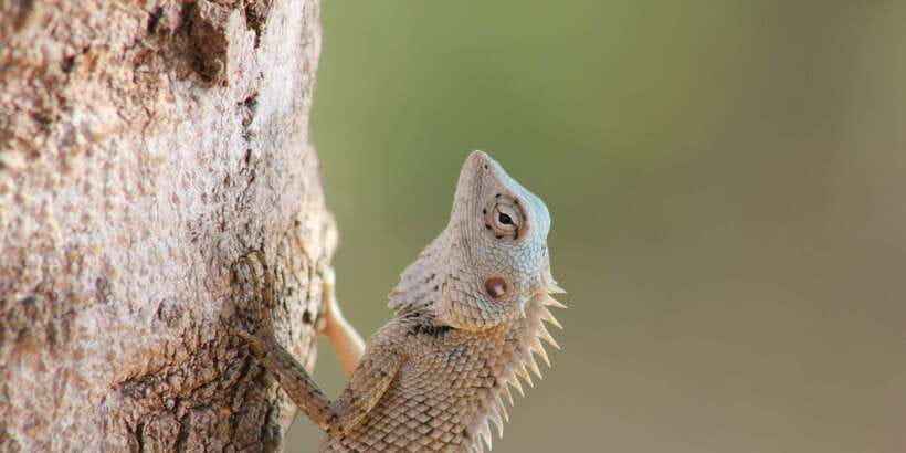 From: Ahungalla/Ambalangoda/Kosgoda/Balapitiya - YALA Safari - Leopard hopes and realistic expectations