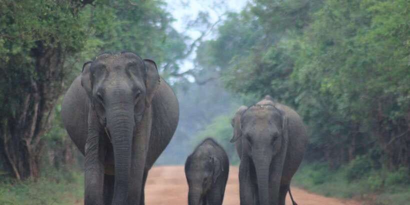 From: Ahungalla/Ambalangoda/Kosgoda/Balapitiya - YALA Safari - Why the 2:30 a.m. start is worth considering