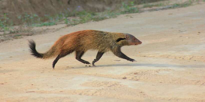 From: Ahungalla/Ambalangoda/Kosgoda/Balapitiya - YALA Safari - The first two-hour game drive