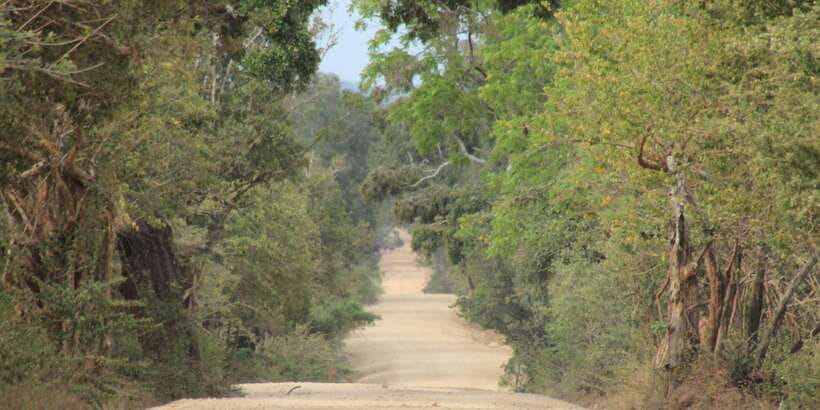 From: Ahungalla/Ambalangoda/Kosgoda/Balapitiya - YALA Safari - Patanangala Beach gives you a useful pause