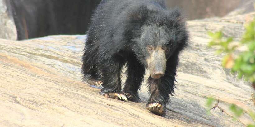 From: Ahungalla/Ambalangoda/Kosgoda/Balapitiya - YALA Safari - The second one-hour drive