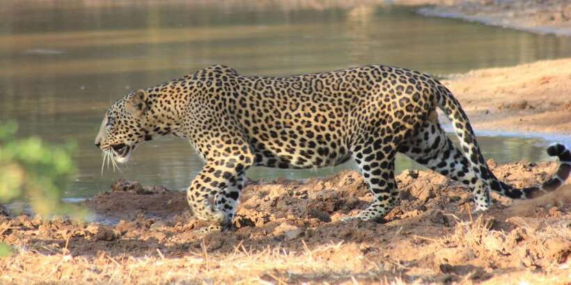From: Ahungalla/Ambalangoda/Kosgoda/Balapitiya - YALA Safari - What the $105 price really includes