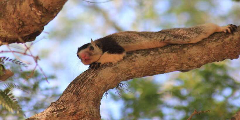 From: Ahungalla/Ambalangoda/Kosgoda/Balapitiya - YALA Safari - Comfort, limits, and who should skip it
