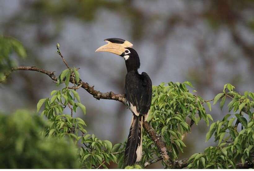 From Anuradhapura: All Inclusive Full Day Safari at Wilpattu - Key points at a glance