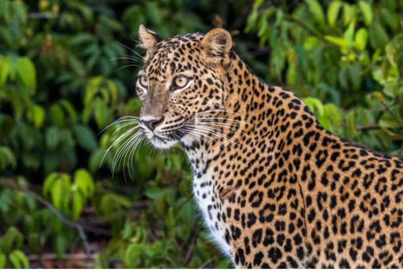 From Anuradhapura: All Inclusive Full Day Safari at Wilpattu - Why Wilpattu makes a different safari day
