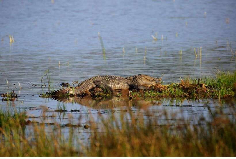 From Anuradhapura: All Inclusive Full Day Safari at Wilpattu - Inside the park: a long search for wildlife