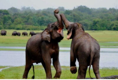 All Inclusive Full Day Safari at Wilpattu