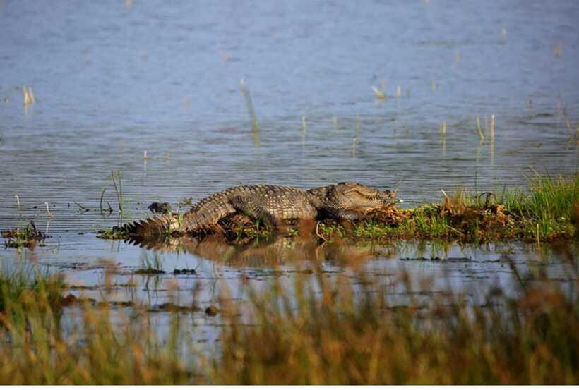 From Anuradhapura: All Inclusive Full Day Safari at Wilpattu - Breakfast and lunch during a 12-hour outing