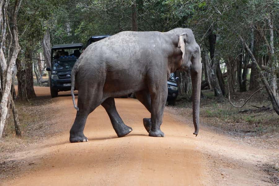 From Anuradhapura:Wilpattu Full-Day Wildlife Safari. - Why Wilpattu works as a full-day safari