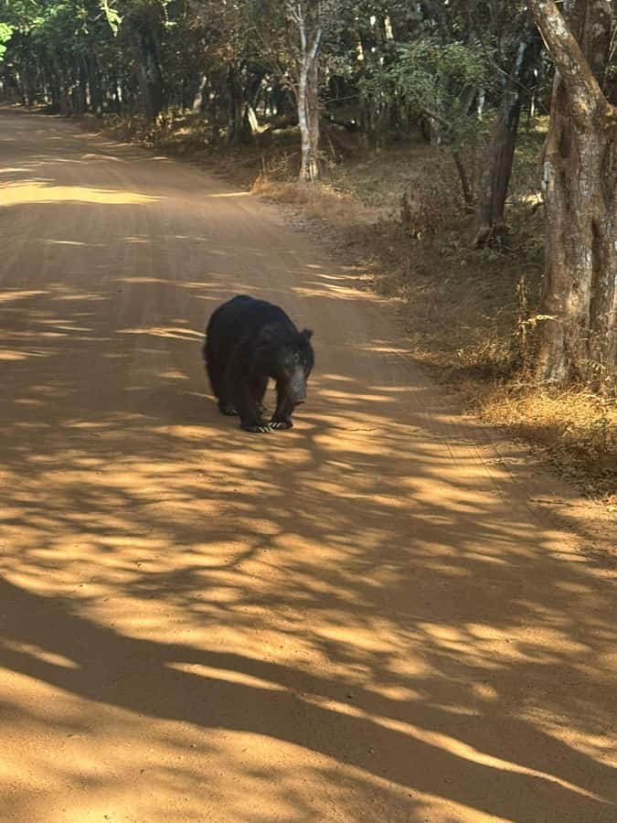 From Anuradhapura:Wilpattu Full-Day Wildlife Safari. - The early pickup from Anuradhapura