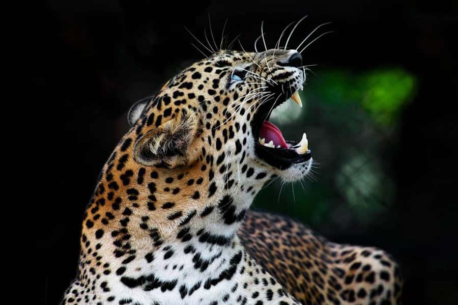 From Anuradhapura:Wilpattu Full-Day Wildlife Safari. - Cost and what the $121 really covers