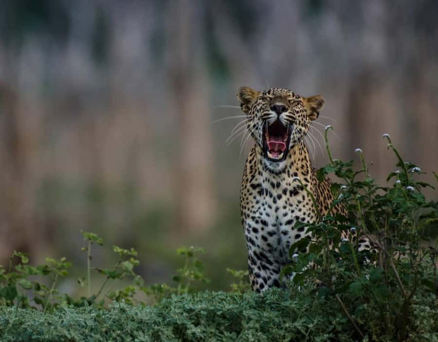 From Anuradhapura:Wilpattu Full-Day Wildlife Safari. - The return to Anuradhapura