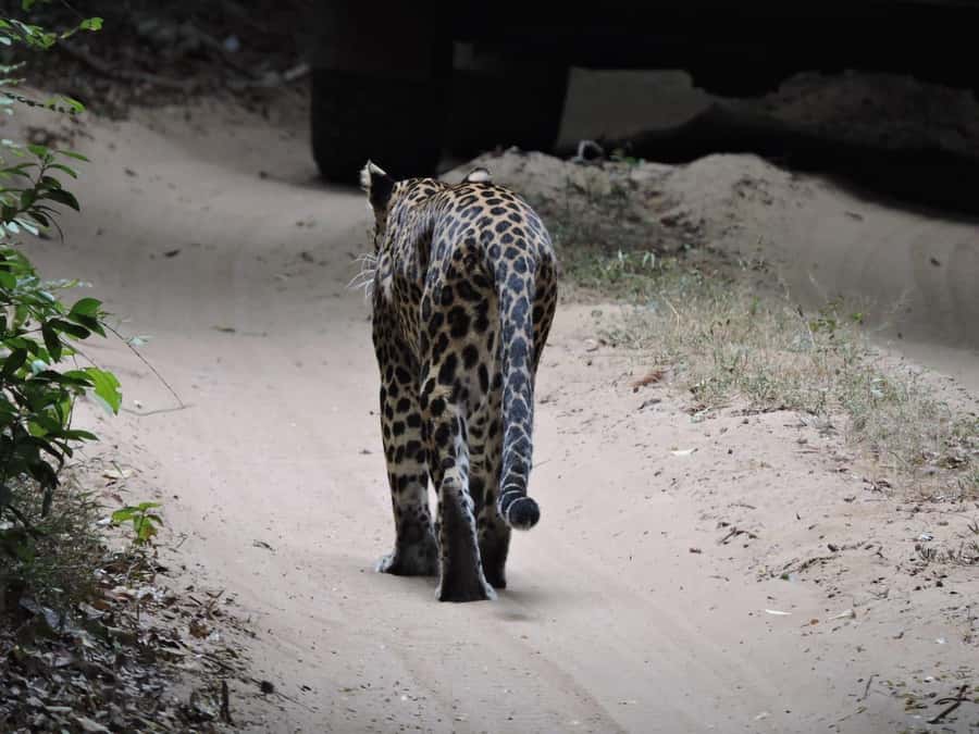 From Anuradhapura:Wilpattu Full-Day Wildlife Safari. - Booking details and useful planning notes
