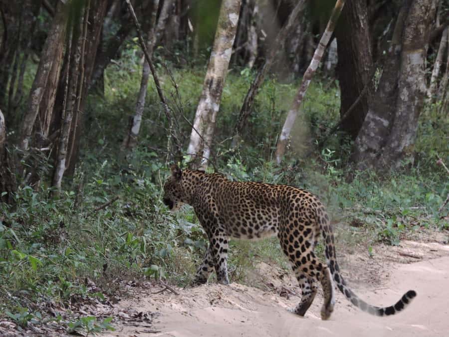 From Anuradhapura:Wilpattu Full-Day Wildlife Safari. - Breakfast before the main animal search
