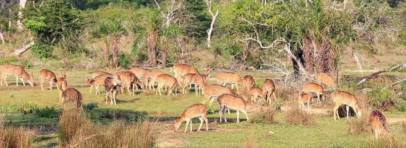 From Anuradhapura: Wilpattu National Park Half-Day Safari - Inside the open-top jeep