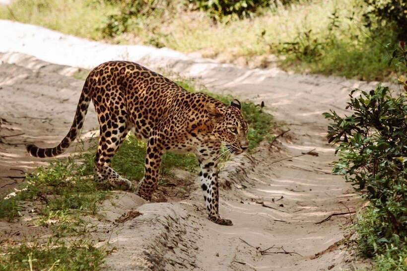 From Anuradhapura: Wilpattu National Park Half-Day Safari - Photography, comfort, and responsible behavior