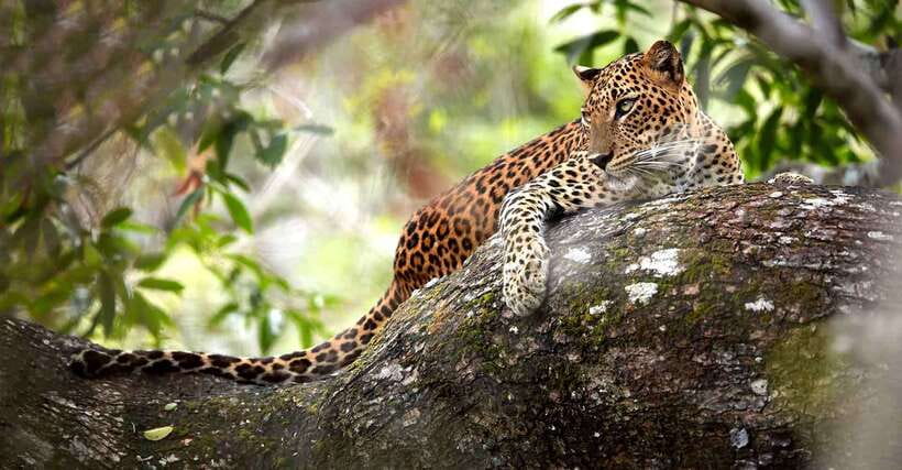 From Anuradhapura: Wilpattu National Park Half-Day Safari - How to make the day run better