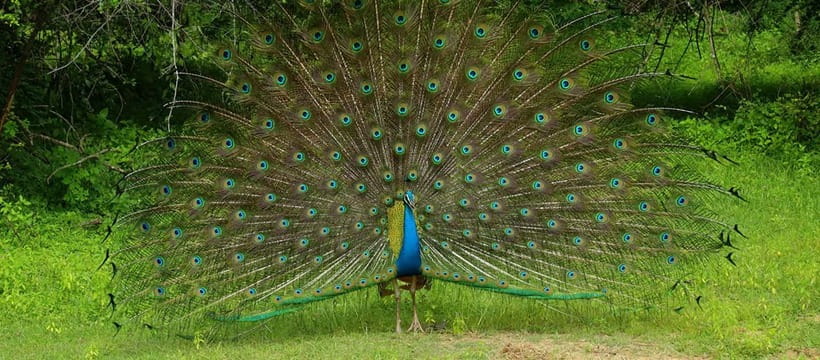 From Anuradhapura: Wilpattu National park Safari - Why Wilpattu is a different safari choice