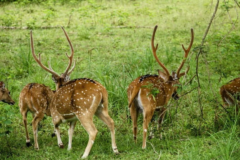From Anuradhapura: Wilpattu National park Safari - Four hours among lakes, forest, and grassland