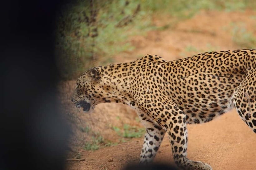 From Anuradhapura: Wilpattu National park Safari - Breakfast and lunch: check which version you book