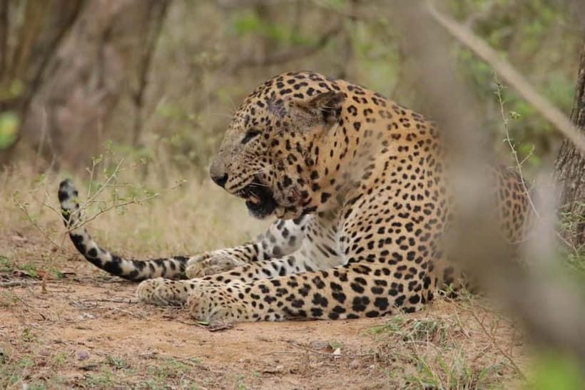 From Anuradhapura: Wilpattu National park Safari - The return to Anuradhapura