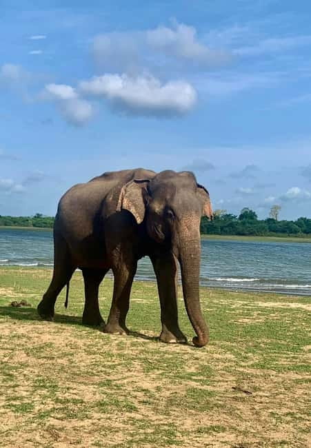 From Anuradhapura: Wilpattu National park Safari - Leaving Anuradhapura before sunrise