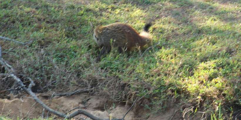 From Arugambay : Yala National Park Safari & Dropoff in Ella - Who will enjoy this experience most