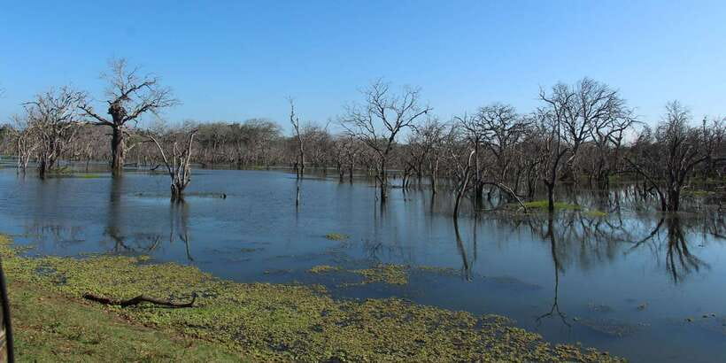 From Arugambay : Yala National Park Safari & Dropoff in Ella - The extra cost beyond the $74 fare
