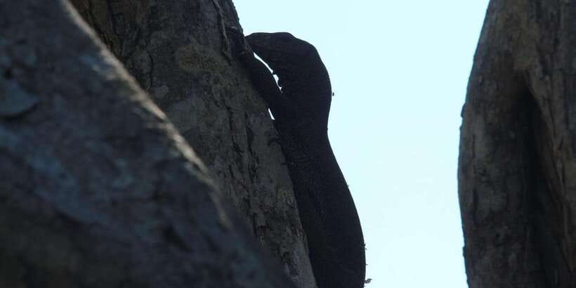 From Arugambay : Yala National Park Safari & Dropoff in Ella - From the park to Ella