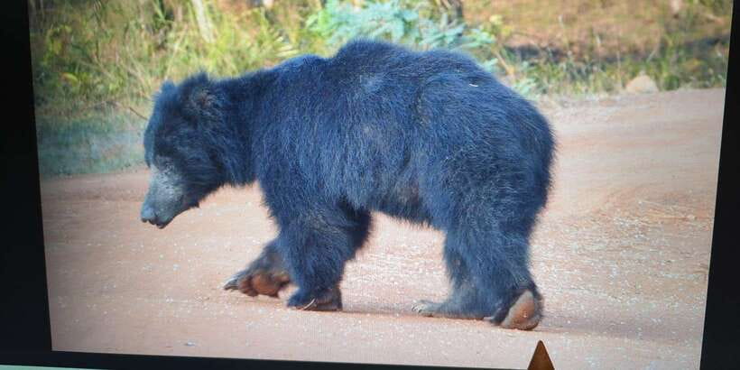From Arugambay : Yala National Park Safari & Dropoff in Ella - The ride from Arugam Bay to Yala